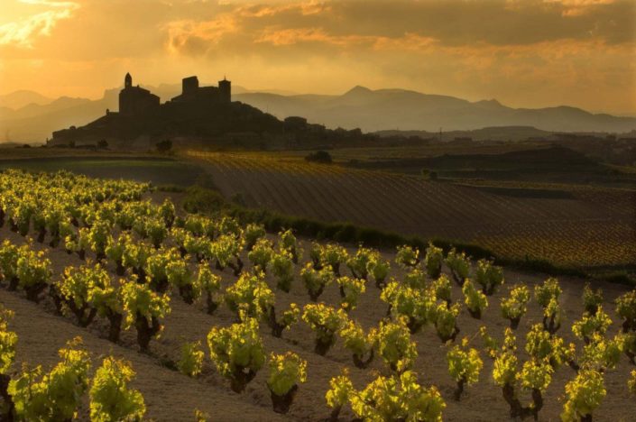 viñedos en La Rioja paisajes
